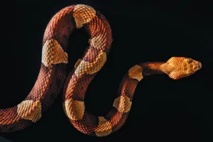 Vibrant Coral Snake In Its Natural Habitat Wallpaper