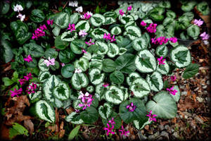 Vibrant Cyclamen Coum In Full Bloom Wallpaper