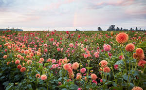 Vibrant Dahlia Flower Field Wallpaper