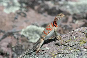 Vibrant Eastern Collared Lizard Basking In Sunlight Wallpaper