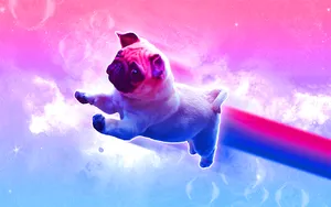 Vibrant Expression Of Pride - Bisexual Flag Pug Wallpaper