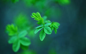 Vibrant Fresh Mint Leaves Wallpaper