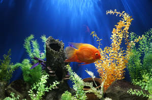 Vibrant Goldfish Aquarium Wallpaper