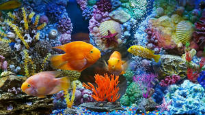 Vibrant Goldfish Aquarium Wallpaper