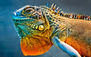 Vibrant Iguana Close Up Wallpaper