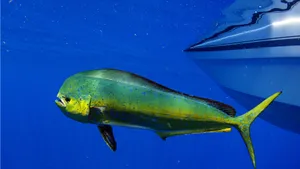 Vibrant Mahi Mahi Near Boat Wallpaper