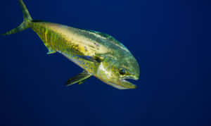 Vibrant Mahi Mahi Swimming Wallpaper