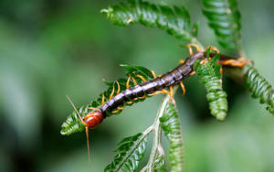 Vibrant Millipede Striking A Pose Wallpaper