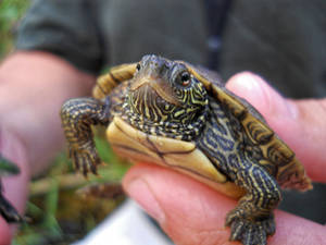 Vibrant Mini Map Turtle Basking Under The Sun Wallpaper