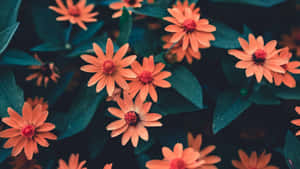 Vibrant Orange Flowers Dark Green Foliage.jpg Wallpaper