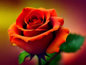 Vibrant Orange Rose H D Wallpaper