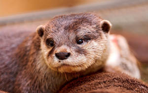 Vibrant Otter Portrait Wallpaper