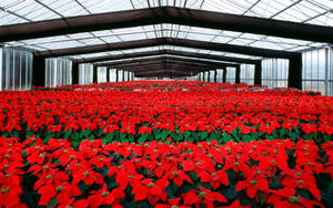 Vibrant Poinsettia Greenhouse Wallpaper