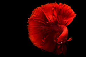 Vibrant Red Betta Fish Wallpaper