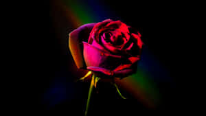 Vibrant_ Red_ Rose_4 K Wallpaper
