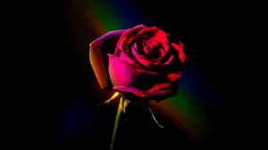Vibrant_ Red_ Rose_4 K Wallpaper
