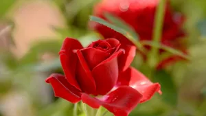 Vibrant Red Rose Closeup4 K Wallpaper