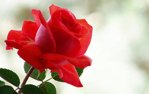 Vibrant Red Rose Wallpaper