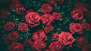 Vibrant Red Roses Dark Backdrop4 K Wallpaper