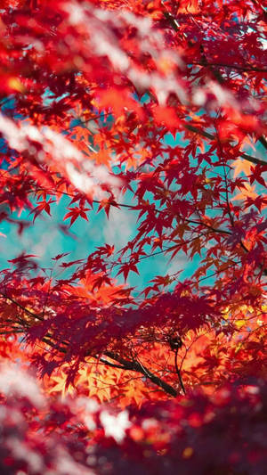 Vibrant Red Tree Fall Iphone Wallpaper