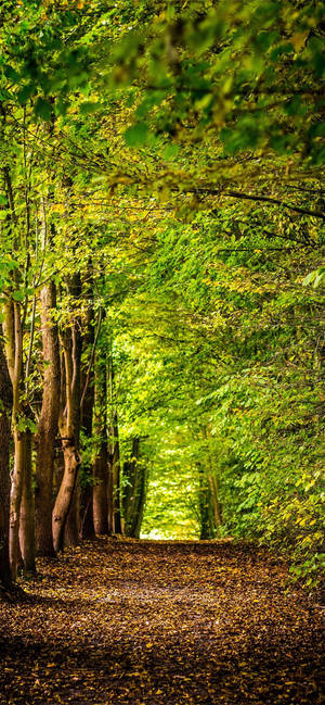 Vibrant Spring Green Forest Iphone Wallpaper