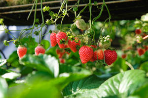 Vibrant Strawberries In Full 4k Desktop Wallpaper Wallpaper