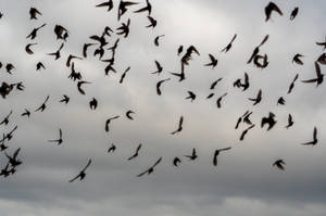 Vibrant Sunset At Seashore Wallpaper