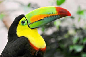 Vibrant Toucan Portrait Wallpaper