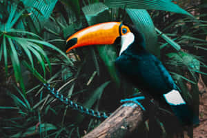 Vibrant Toucanin Rainforest.jpg Wallpaper