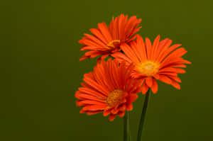 Vibrant Trio Of Orange Blossoms Wallpaper