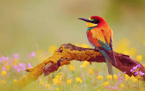 Vibrant Yellow Bird Embracing Nature Wallpaper