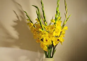 Vibrant Yellow Gladiolus Flowers In A Vase Wallpaper