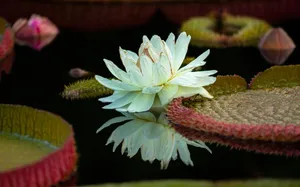 Victoria Water Lily Wallpaper