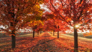 View Of An Autumn Forest Wallpaper