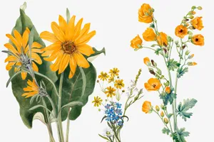 Vintage Floral Illustration Sunflowersand Poppies Wallpaper