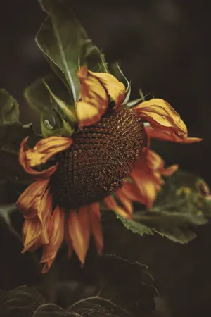 Vintage Macro Sunflower Wallpaper