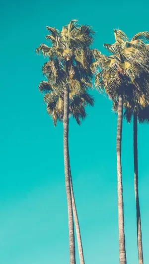 Vintage Santa Monica Beach Palm Tree Iphone Wallpaper
