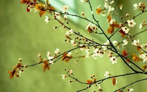 Vintage Spring Desktop Flower Wallpaper