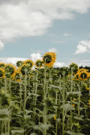 Vintage Sunflowers Field Wallpaper