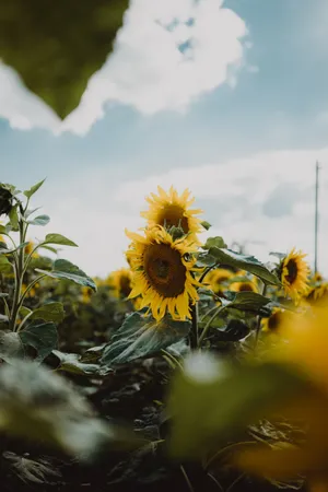 Vintage Sunflowers Field Wallpaper
