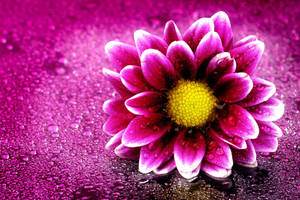 Violet Chrysanthemum Full Screen 4k Flowers Wallpaper