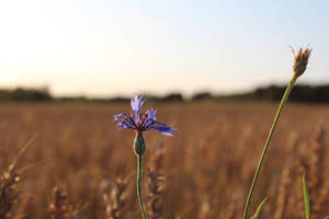 Visible Purple Flower Wallpaper