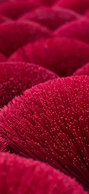 Vivid Crimson Flowers In Bloom Wallpaper