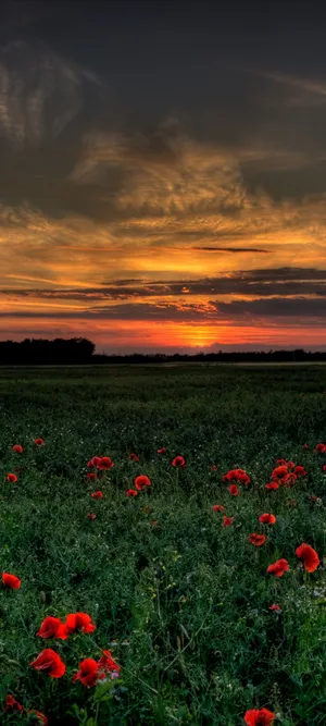 Vivo V20 Poppy Field Wallpaper