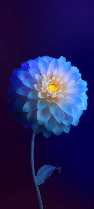 Vivo Y11 Gradient Flower Wallpaper