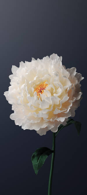 Vivo Y11 White Peony Flower Wallpaper