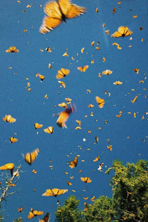 Vsco Butterflies In The Sky Wallpaper