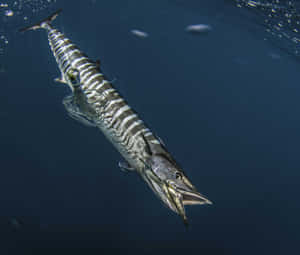 Wahoo Fish Underwater Wallpaper