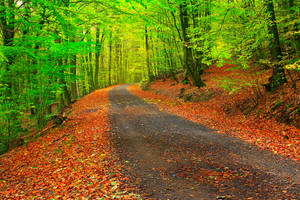 Walk Along An Autumn Path Of Bright Green Trees Wallpaper