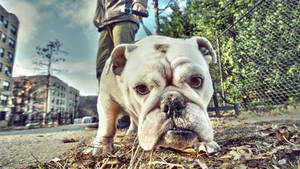 Walked English Bulldog Wallpaper